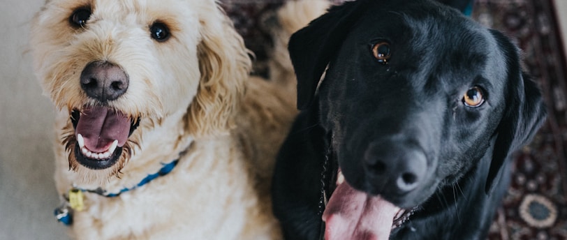 Promoting Dental Health in Pets: A Comprehensive Guide