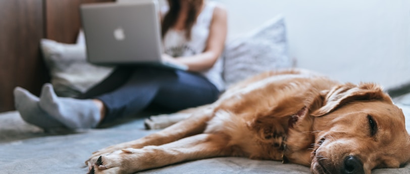 Training Working Pets: Enhancing Skills and Performance