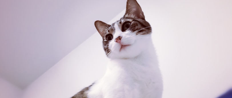Ear Cleaning Made Easy: A Comprehensive Guide for Pet Owners