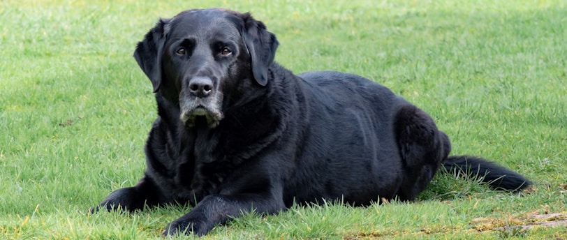 Training Techniques for Aging Pets: Adapting to Their Needs