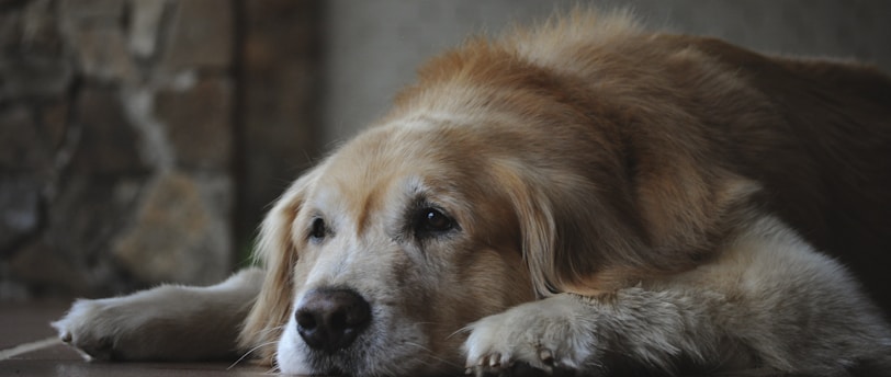 Enhancing Lives: Senior Pet Enrichment and Cognitive Training