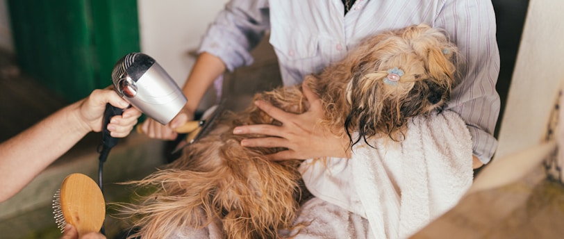 Grooming Basics: Nail Trimming Techniques for Cats, Dogs, and Small Animals
